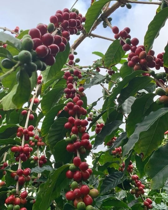 HiCO Monthly Featured Coffee - 100% Kaʻū Coffee Roasted by BerryBird Coffee